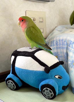 �����́A���o�|���Ȃ��́H