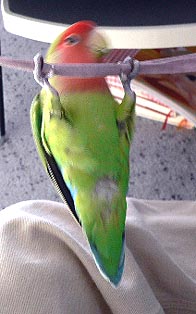 �ӂ�����A�ӂ�����I