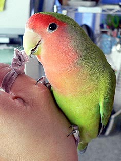 �v���U��ɁA�����^���������`