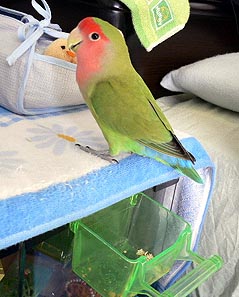 �ǂ��H�Ȃ����΂ł��[�ɂȂ������H