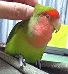 �J�L�J�L�A�C���������Ȃ��`�B�B