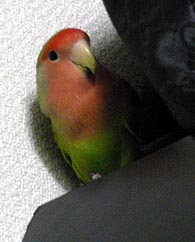 �ڂ����A�N���[�[�b�g�ɂ��񂿂傢�����ς�����������I