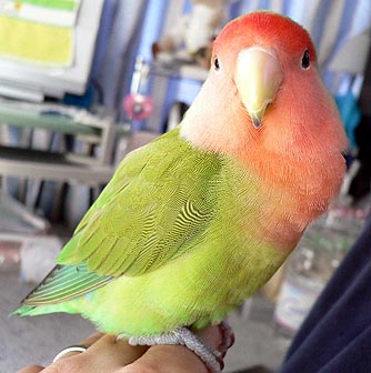 �ڂ��A�{���͉��Č����R�U�N�������H