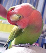 �ɂ�ققف`�B�B