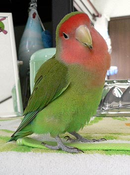 �܂܁A���ނ����ނ��́H