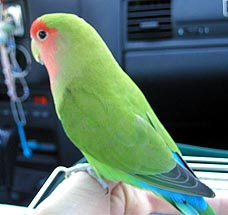 �ςρA�����������Ă���Ȃ��́B�B