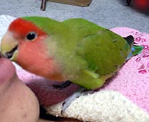 �}�}���`�A�˂���A�����������H