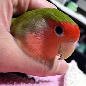 �ڂ��A�����ς��ŕa��������I