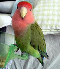 ���A���`�������[�s���́H