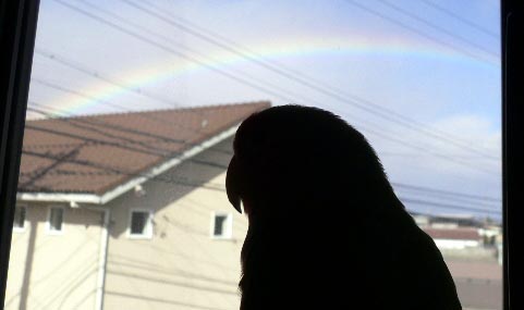 �L���C�ȓ����˂��`�I�C�C���V�C�ɂȂ邼���`��