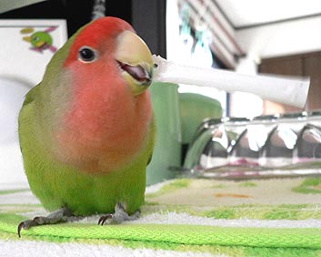 ������Ȃ����炳���`�A�R���ŃK�}�����Ȃ������ā`