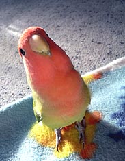 �܂܂��`�A����͂��[���ς��V�ڂ��悧�`�B�B