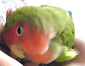 �܂܂��A���[���Ƃ������傾��