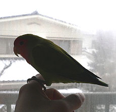 �ӂ����˂�����񂾂��`