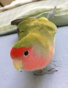 ���N�����肪�Ƃ��˂���