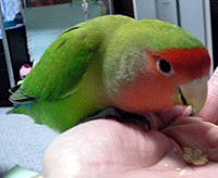 ���[���Ƃ���[�����悧�`