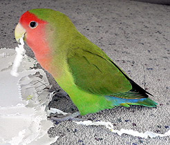 �J�W�J�W�A����[���ł���`