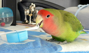 ����A�ڂ��̍D���Ȃ̂΂�����ō���Ă�������������Ⴞ��I