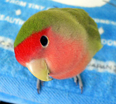 �܂܁A�������x���́H