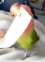 �}�}�A�ڂ����I�g�R�ɂȂ����ł���I�H