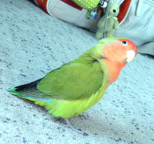 ���߂��߂̂�������Ȃ����[��