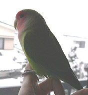 �ӂ����˂������A�����ς����Ă��ꂽ�˂��B