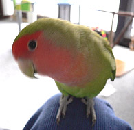 �m�[�g�A�����ς����₻�`�˂��I