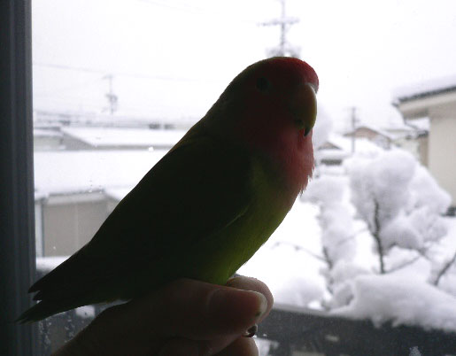 ����񂲂��˂��`�I