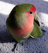 �����̗��A�������H