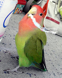 �����́A�o�����I