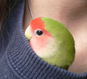 �����A���v���悧�`