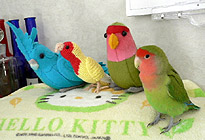 �݂�ȁ`�A�t�͂܂������Ă����`