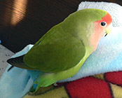 �����l�A�h�{�����ς�����[�����˂��I