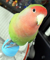 �V�N����āA�y�����́H