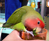 ����A�ڂ��_�C�X�L������I