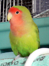 �܂��l���l���悧�`