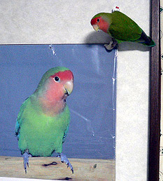 �ڂ��̂ف[���A�J�b�R�C�C����˂��I�I