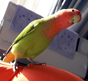 �����؁A�_�C�X�L�ˁ`��