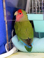 �����I�l���l�����l�̃j�I�C����`��