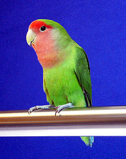 �l�̃l���l�t���[�X����I�L���L���~�܂�؂��C�C�ł����