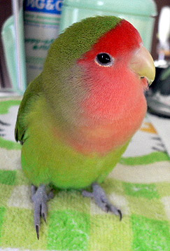 ���߂��߁A�H�ׂ����Ȃ��B�B