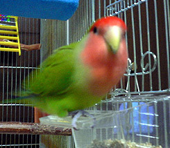 ������ҁA�C�^�C���Ȃ��A�A�A