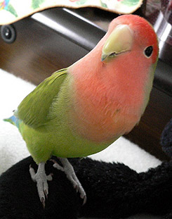 �݂Ă݂āI�����A���v�ł�����I