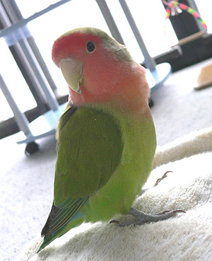 �����A���v����I