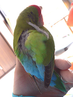 �͂����`�R���R���H�ׂ����Ȃ��`�B�B