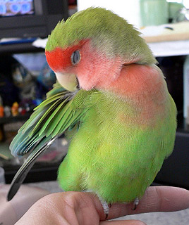 ��������[�ԁA�����̂�т肷�邳���`