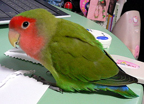 ����A�́`��т�ŗ����悧�`