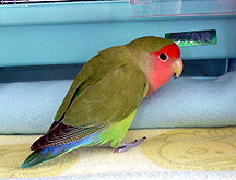 �˂�ˁA���[�������������`��