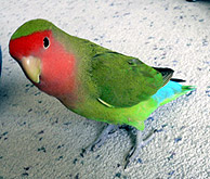 �ށA���i�Q����Ȃ�����I�I