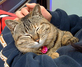 �܂܂�Ƃ��������A�Ђ����Ԃ股�`